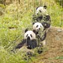 Giant Panda on Random Animals You Would Not Want To Be Reincarnated As