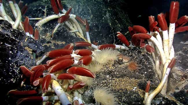 This Three-Foot-Long Giant Tube Worm Resides In The Gal??pagos Rift