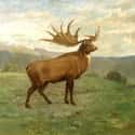 Irish Elk on Random Extinct Species You Would Bring Back From Dead