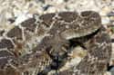 Crotalus atrox on Random Deadliest Texas Animals That'll Make You Watch Your Step In Lone Star State