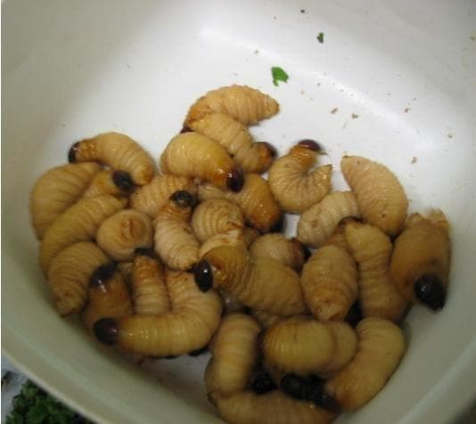 Here's What Different Bugs Actually Taste Like