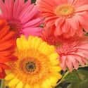 Gerbera on Random Best Flowers to Give a Woman