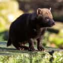 Bush Dog on Random Wild Dog And Cat Species That Are Amazingly Rare