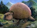 Glyptodontidae on Random Famous Prehistoric Animals You'll Be Surprised To Learn Aren't Actually Dinosaurs