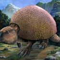 Glyptodontidae on Random Famous Prehistoric Animals You'll Be Surprised To Learn Aren't Actually Dinosaurs