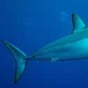 Shortfin mako shark on Random Scariest Types of Sharks in the World