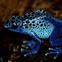 Poison dart frog on Random Most Deadly Animals