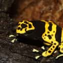 Poison dart frog on Random Most Terrifying Creatures Found In Amazon River