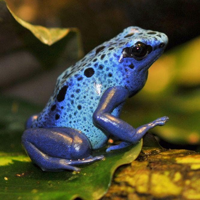 The Top 10+ Most Poisonous Frogs & Toads In The World