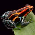 Poison dart frog on Random Most Poisonous Animals In World