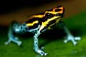 Poison dart frog on Random Vibrant Rainbow Animals That Most People Don't Realize Exist