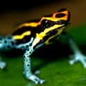 Poison dart frog on Random Vibrant Rainbow Animals That Most People Don't Realize Exist