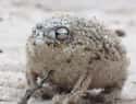 Desert Rain Frog on Random Most Horrifying Defense Mechanisms of Adorable Animals