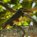 Collared Aracari on Random Weirdest And Scariest Bird Beaks