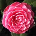 Camellia on Random Best Flowers to Give a Woman