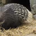 Crested Porcupine on Random Most Horrifying Defense Mechanisms of Adorable Animals