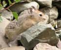 Pika on Random Coolest Animals That Live In Tundra
