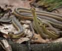 Garter snake on Random Truly Strange Infestations That Could Be Taking Over Your House Right Now