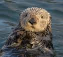 Sea Otter on Random World's Most Beautiful Animals