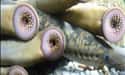 Lamprey on Random Scariest Types of Fish in the World