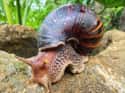Giant African snail on Random Wild Animals That Cause Serious Problems In Florida