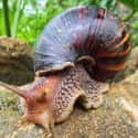 Giant African snail on Random Wild Animals That Cause Serious Problems In Florida