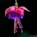 Fuchsia on Random Best Flowers to Give a Woman