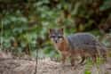 Island Fox on Random Wild Dog And Cat Species That Are Amazingly Rare