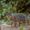 Island Fox on Random Wild Dog And Cat Species That Are Amazingly Rare