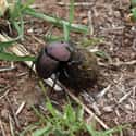 Dung beetle on Random Animals You Would Not Want To Be Reincarnated As