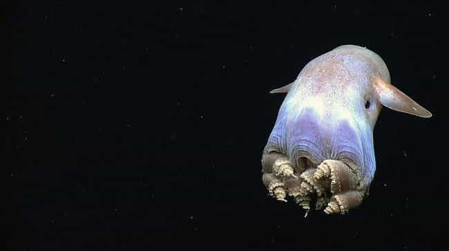 Grimpoteuthis is listed (or ranked) 4 on the list The Creepy Creatures Who Live In The Mariana Trench