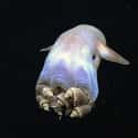 Grimpoteuthis on Random Creepy Creatures Who Live In Mariana Trench