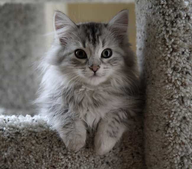 Cute Kitten Breeds List Of Cutest Types Of Kittens