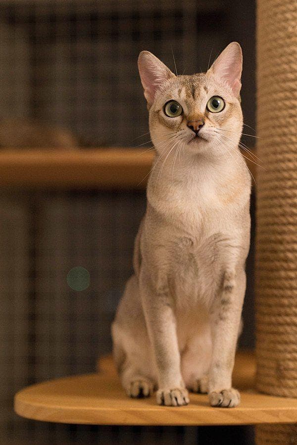 Best Exotic Cat Breeds List of Most Unusual Cats