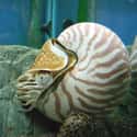 Nautilus on Random Oldest Living Things On Earth