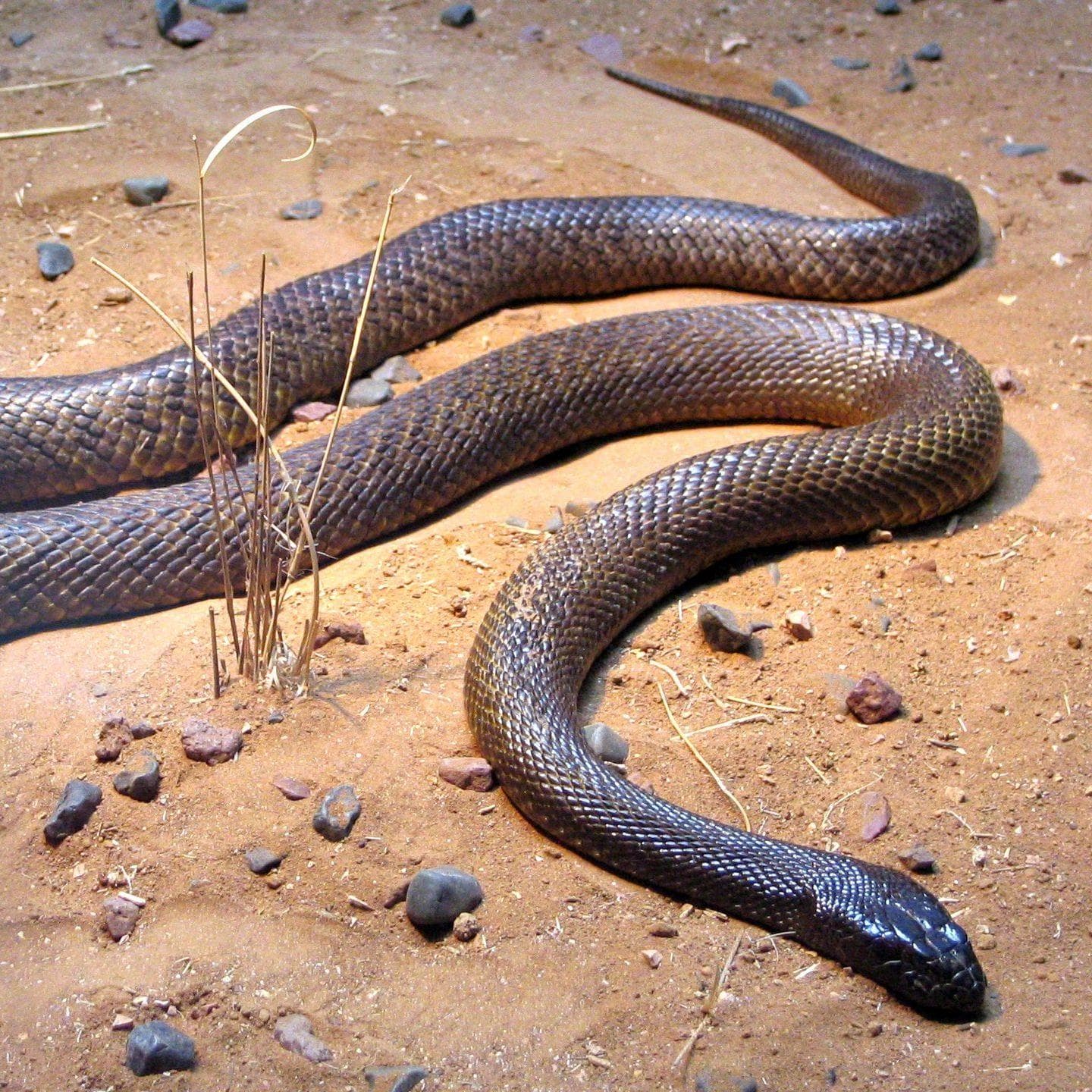 Image of Random Scariest Types of Snakes in the World