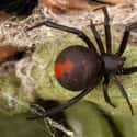 Red-back spider on Random Deadly Animals That Prove Australia Is Scariest Place On Earth