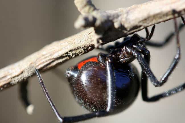 La araña viuda figura (o clasifica) 4 en la lista 14 de los animales más mortíferos de Florida