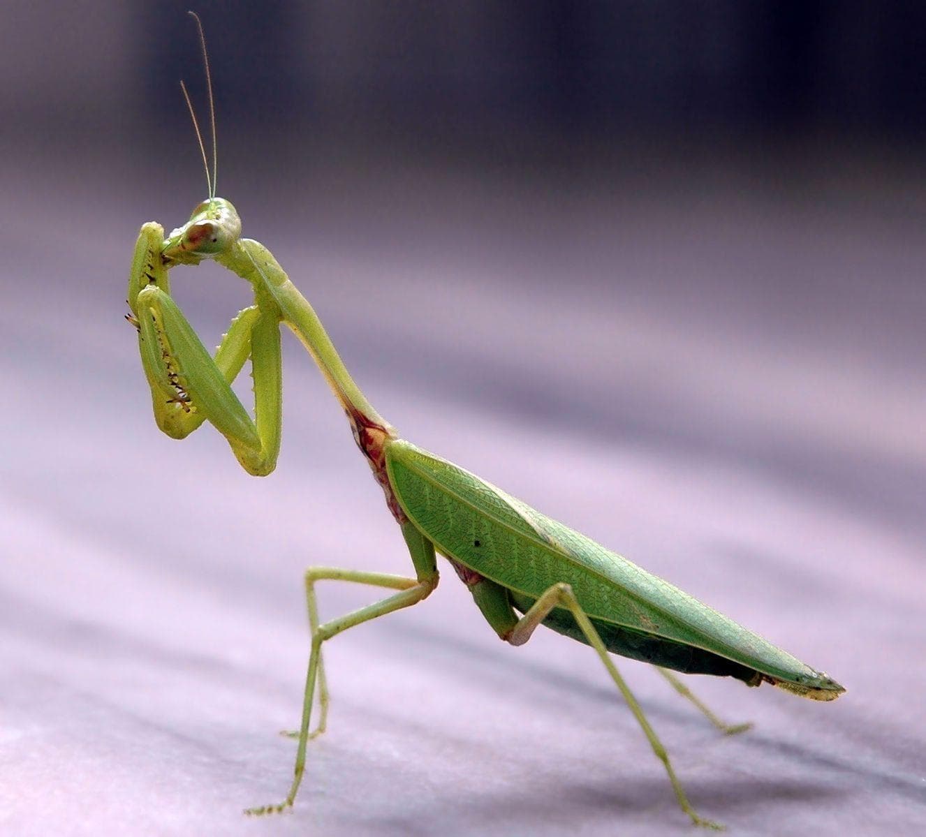 Mantis is listed (or ranked) 3 on the list 10 Animals Who Die Immediately (Or Close to) After Sex