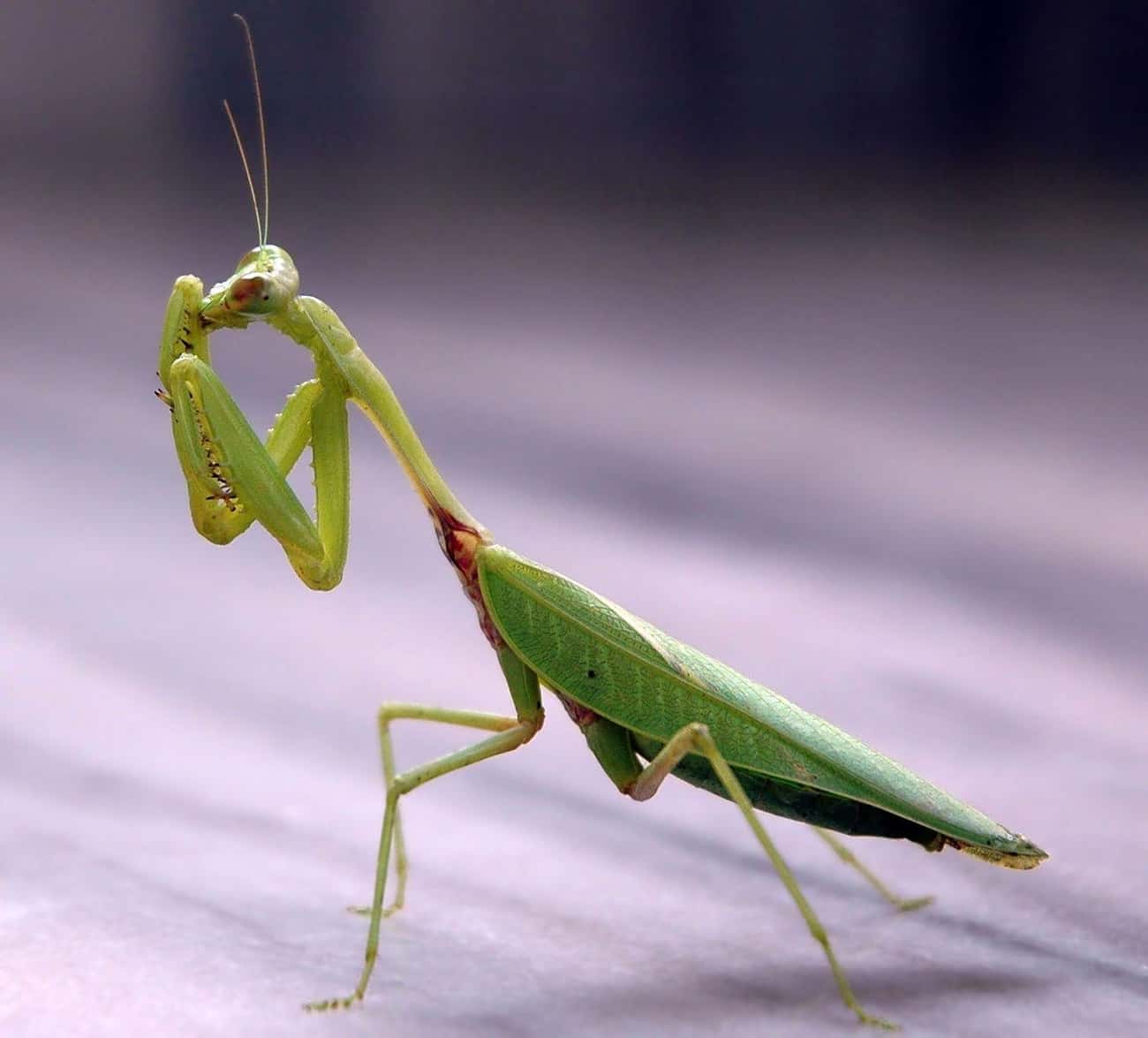 A Female Praying Mantis Bites Her Mate's Head Off