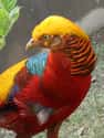 Golden Pheasant on Random Most Interesting Birds on Earth