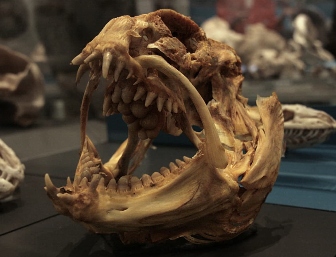 Скелет моржа картинки