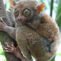 Tarsier on Random Weird Animal Feet You Have To See To Believe