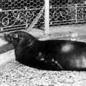 Caribbean Monk Seal on Random Animals American Settlers Would Have Seen