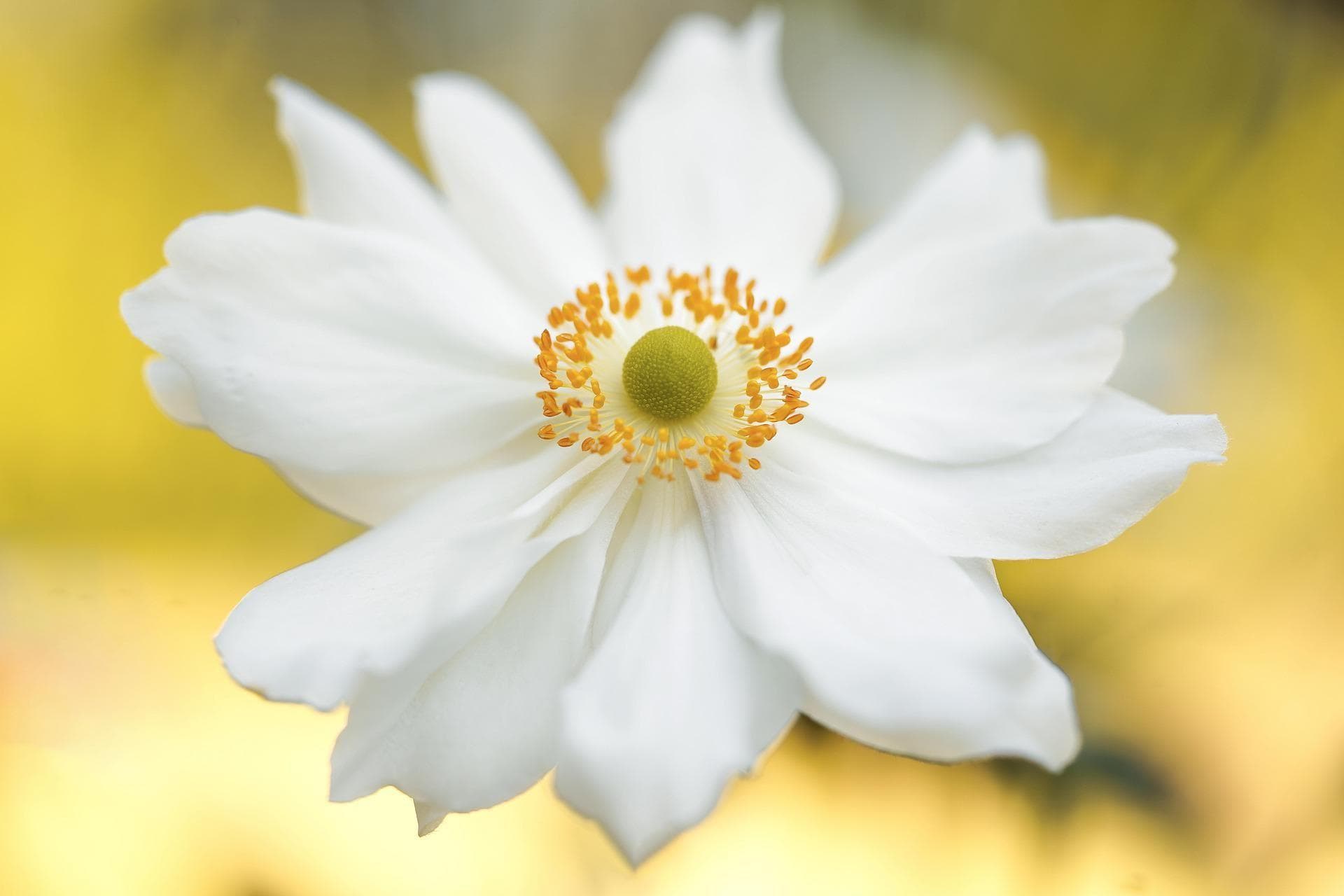 Alternative Flowers You Should Be Giving Besides Roses