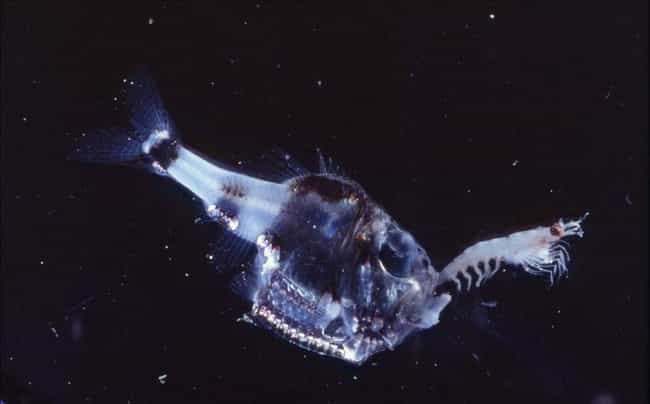 Marine hatchetfish is listed (or ranked) 3 on the list The Creepy Creatures Who Live In The Mariana Trench