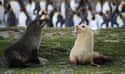Antarctic Fur Seal on Random Mind-Blowing Photos Of Half Albino (AKA Leucistic) Animals