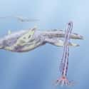 Plesiosaurus on Random Famous Prehistoric Animals You'll Be Surprised To Learn Aren't Actually Dinosaurs