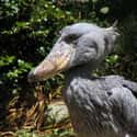 Shoebill on Random Weirdest And Scariest Bird Beaks
