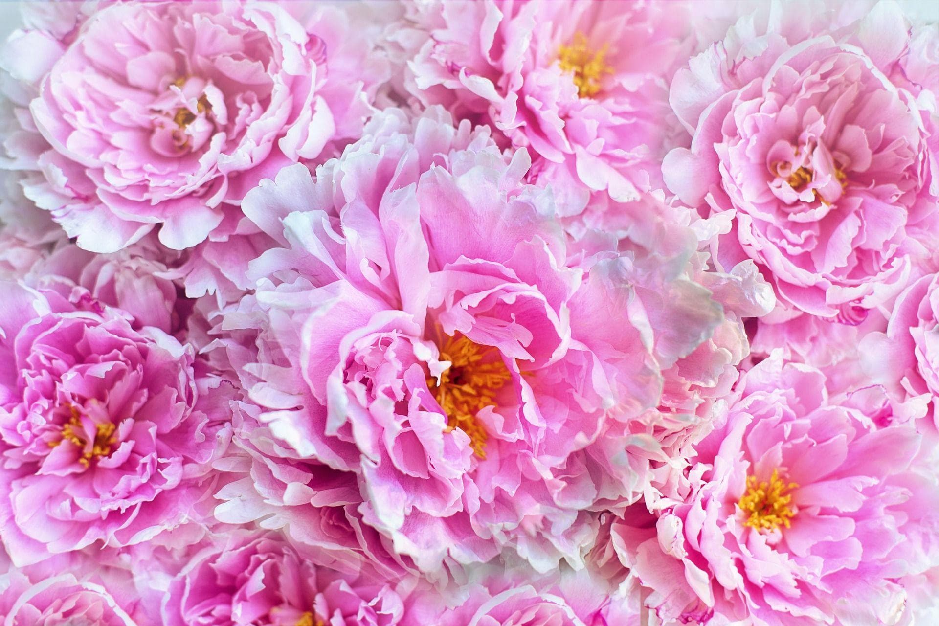 Alternative Flowers You Should Be Giving Besides Roses